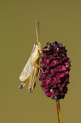 Goldschrecke Männchen
