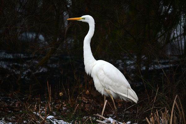Silberreiher