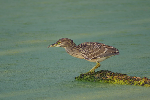 Nachtreiher Jungvogel