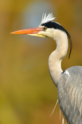 Graureiher Portrait