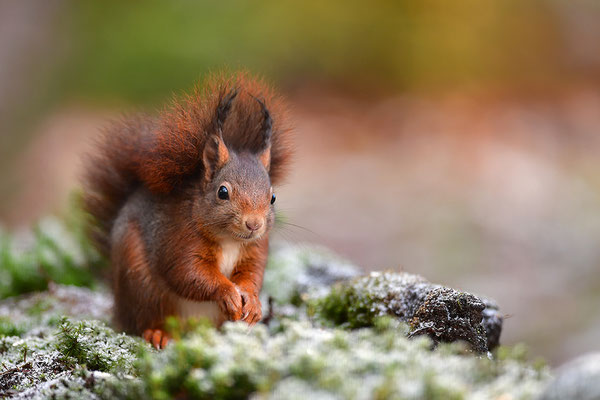Eichhörnchen