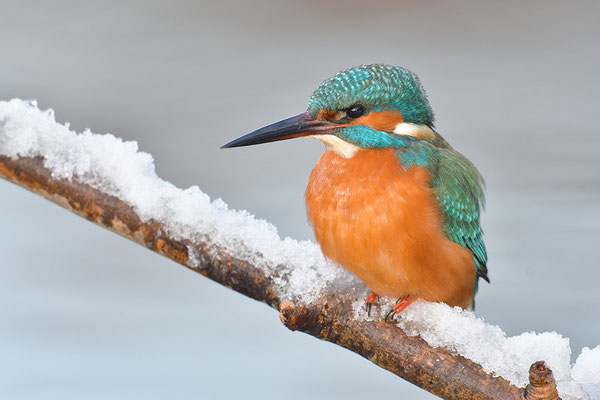 Eisvogel