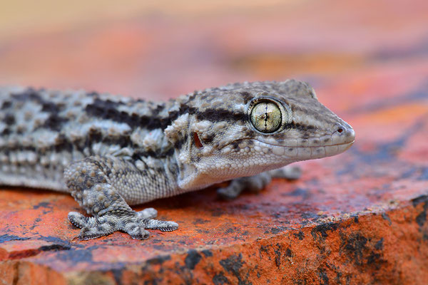 Mauergecko