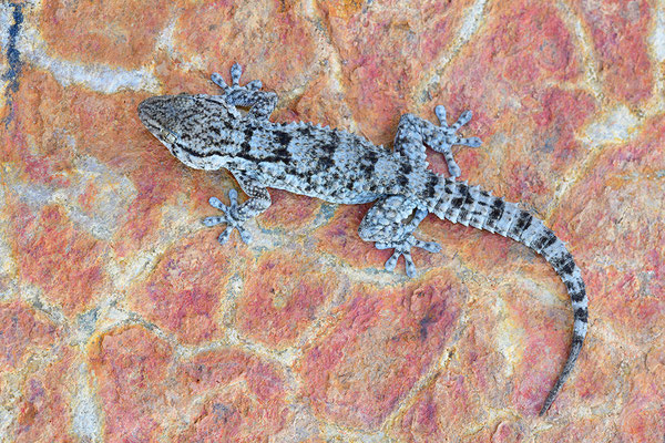 Mauergecko