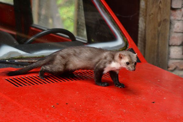 Steinmarder im Otterpark Hankensbüttel
