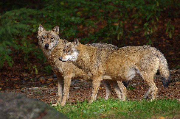 Wölfe, Nationalpark Bayrischer Wald Tierfreigelände Neuschönau