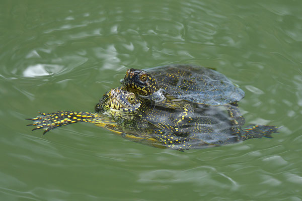 Europäische Sumpfschildkröte Paarung