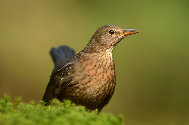 Amsel Weibchen