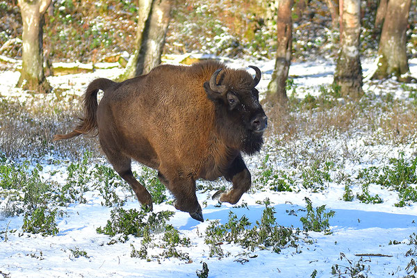 Wisent