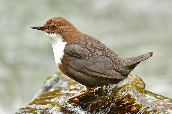 Wasseramsel