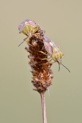 Beerenwanzen