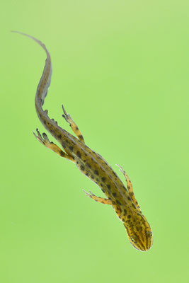 Teichmolch Männchen