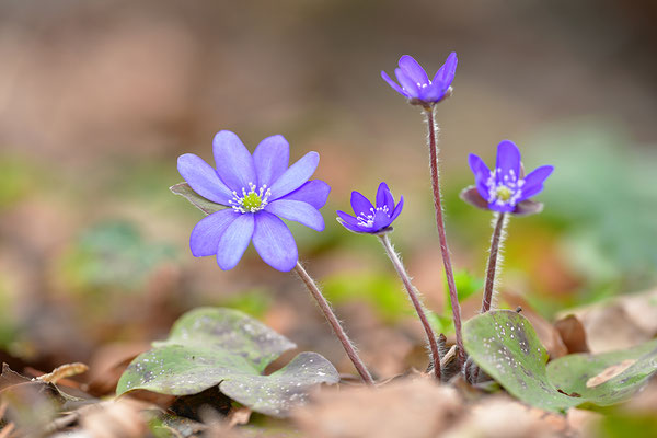 Leberblümchen