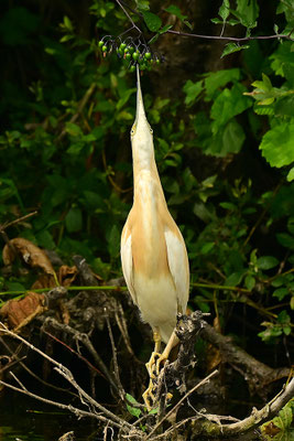 Rallenreiher