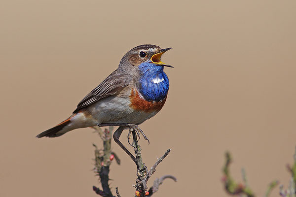 Blaukehlchen