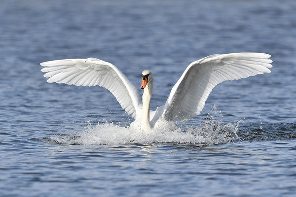 Höckerschwan