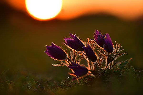 Küchenschelle im Abendlicht