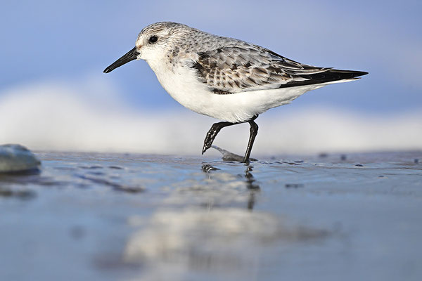 Sanderling