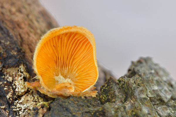 Orangeseitling