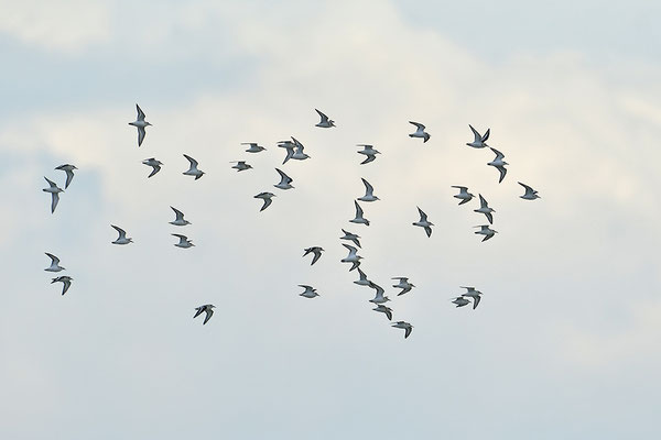 Sanderlinge im Flug