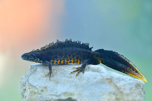 Kammmolch Männchen