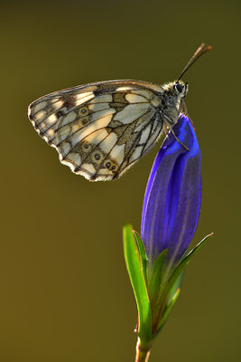 Schachbrettfalter