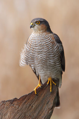 Sperber Männchen