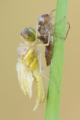 Heidelibelle Schlupf