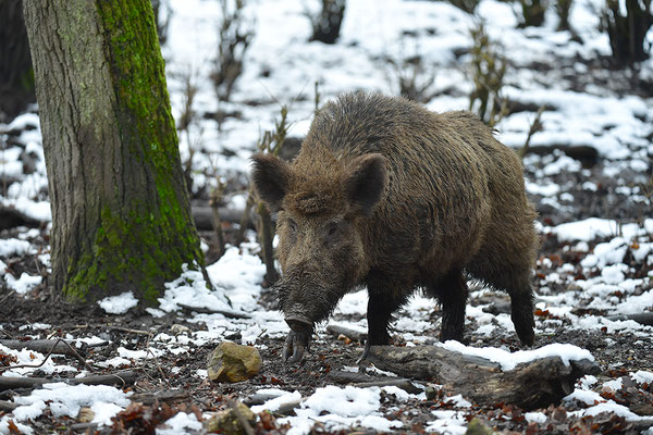 Wildschwein