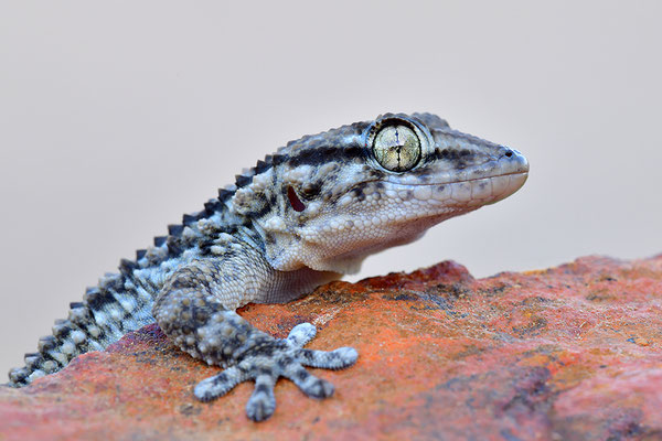 Mauergecko