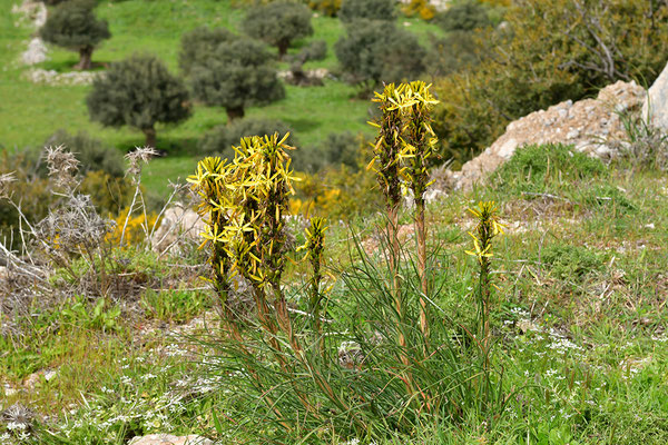 Gelber Affodil