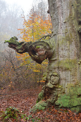 Urwald Sababurg