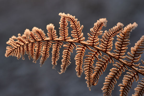 Farn im Frost