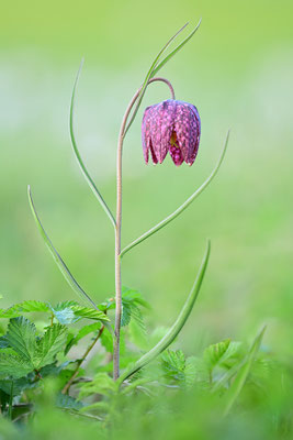 Schachbrettblume