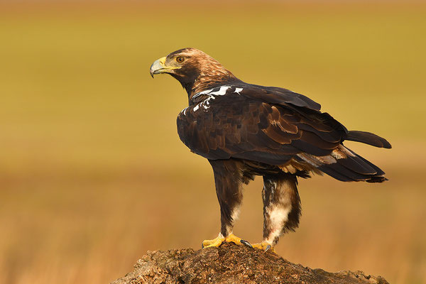Kaiseradler