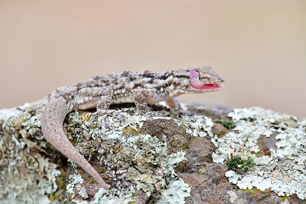 Mauergecko