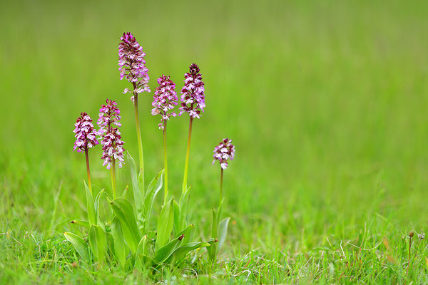Purpurknabenkraut