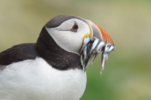 Papageitaucher mit Fisch Portrait