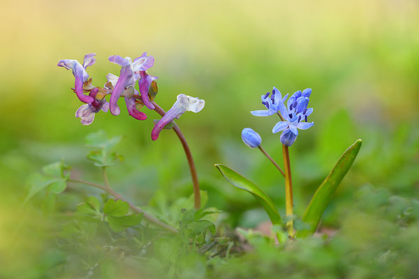 Blaustern mit Lerchensporn