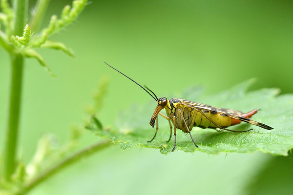 Skorpionsfliege