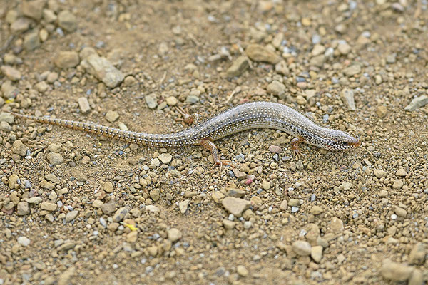 Gestreifter Walzenskink