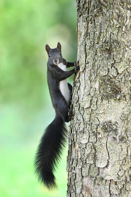 Eichhörnchen