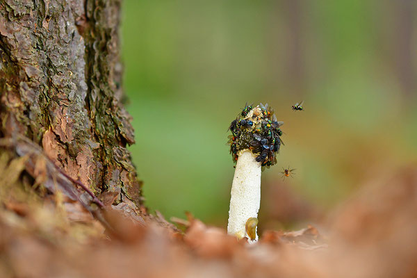 Stinkmorchel mit Fliegen