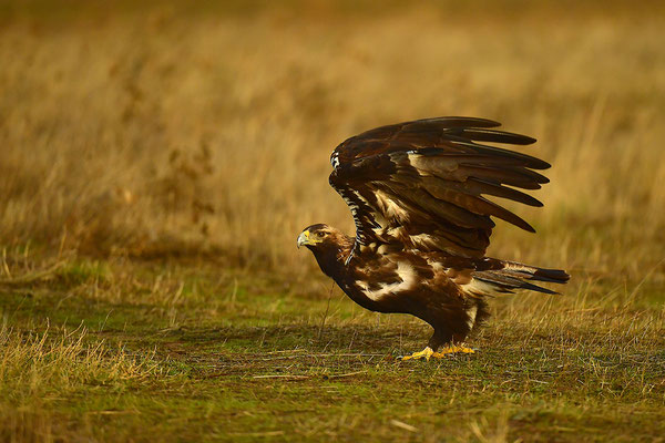 Kaiseradler