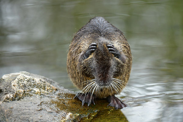 Nutria putzend