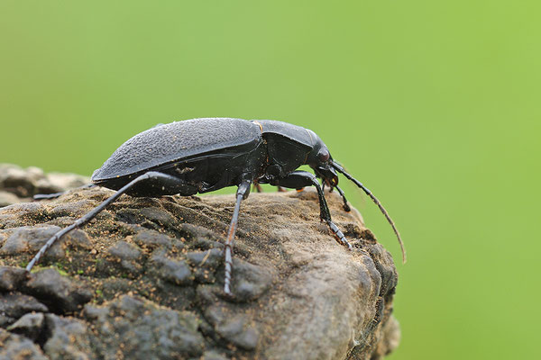 Lederlaufkäfer