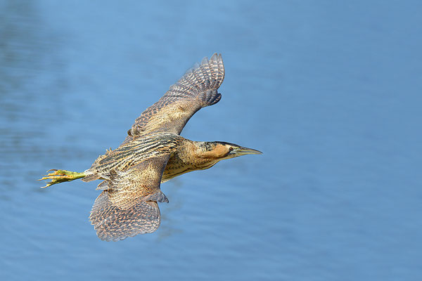 Rohrdommel im Flug