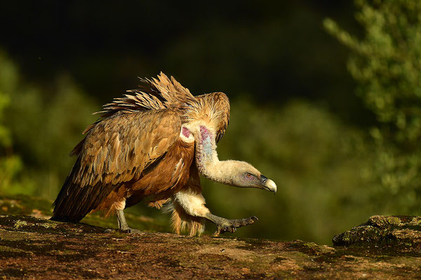 Gänsegeier
