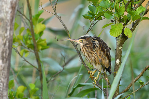 Zwergdommel Jungvogel