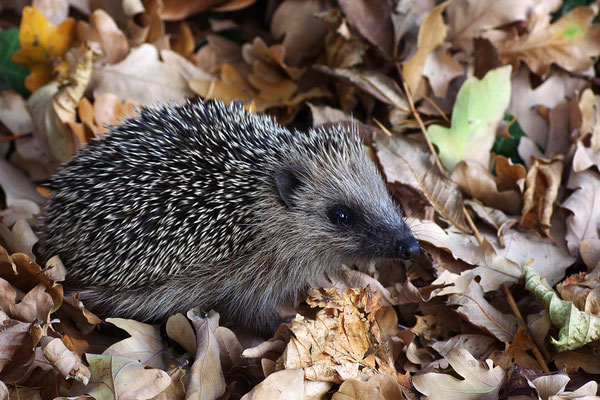 Igel